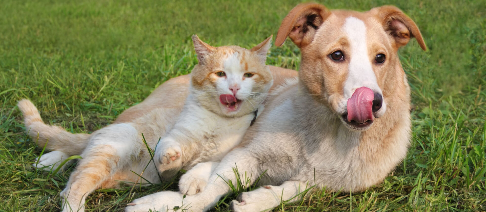 Image of Dog and Cat