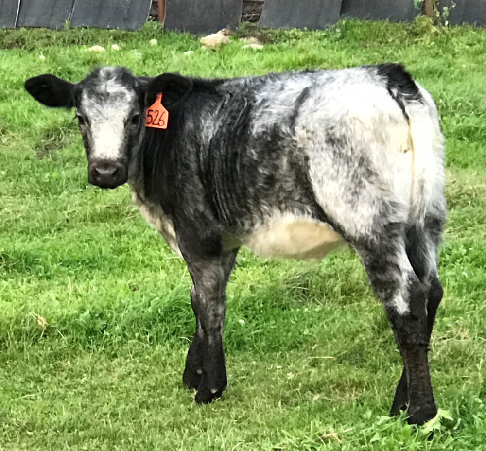 Baby Cow