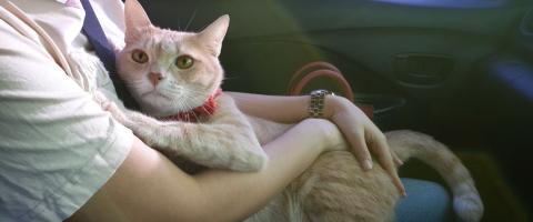 8 Signs of Separation Anxiety in Cats And What to Do About Them 8 Signs of Separation Anxiety in Cats And What to Do About Them