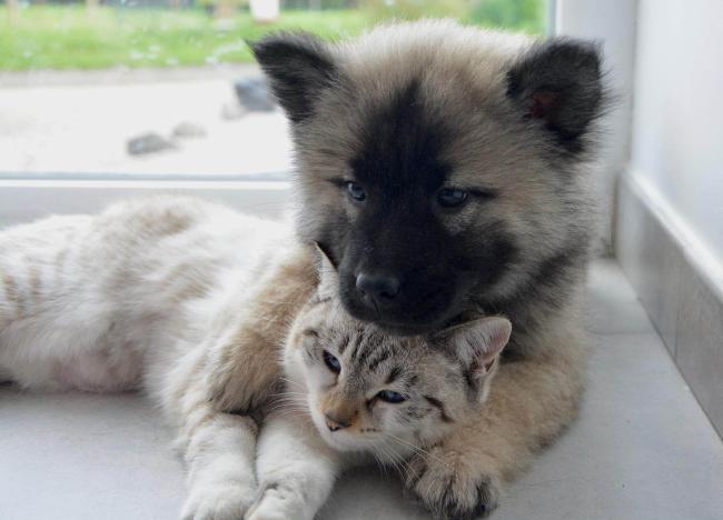 dog cat general services vet